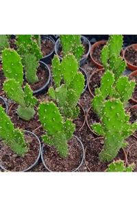 Deneme Zamanı Opuntia Monacantha Cactus Radyosyon Emici Kaktüs - Kaktüs Dallı Tafşan Kulağı Tüsüz 5,5 Saksı Içinde