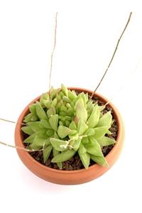 ünal kaktüs Haworthia Turgida Var. Pallidifolia (18 Cm)