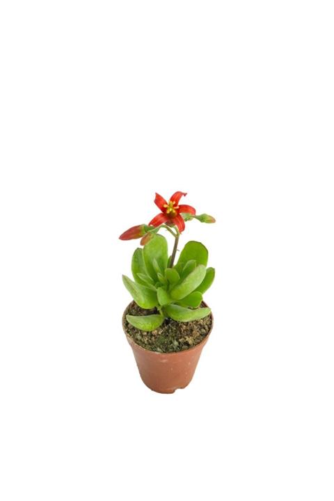 EGZOTİKBAHÇE Cotyledon Elisae - 5,5 Cm Saksıda Kırmızı Çiçek Açan Sukulent