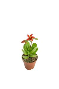 EGZOTİKBAHÇE Cotyledon Elisae - 5,5 Cm Saksıda Kırmızı Çiçek Açan Sukulent