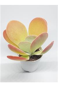 DOĞA BAHÇESİ Kalanchoe Thyrsiflora Sukulent 5,5cm