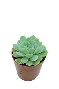 Sukulent Bahçem Echeveria Elegans - 5,5 Cm Saksıda Sukulent