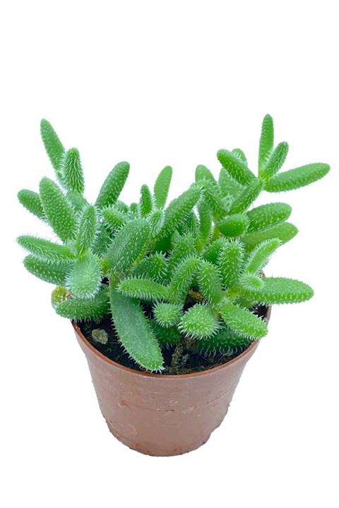 Sukulent Bahçem Delosperma Echinatum - 5,5 Cm Saksıda Sarı Çiçek Açan Sukulent