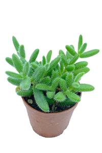 Sukulent Bahçem Delosperma Echinatum - 5,5 Cm Saksıda Sarı Çiçek Açan Sukulent