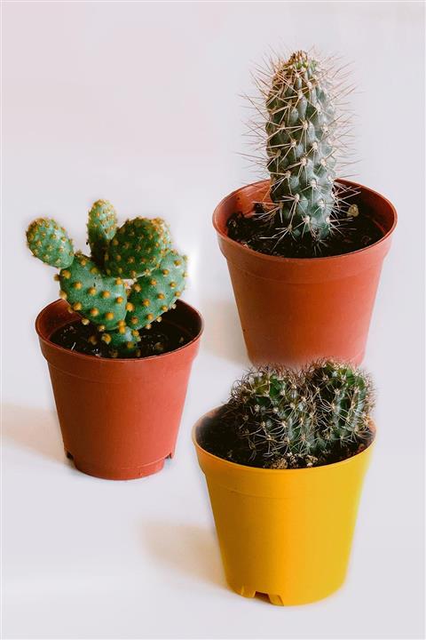 CACTUSMANİA 3lü Kaktüs Seti