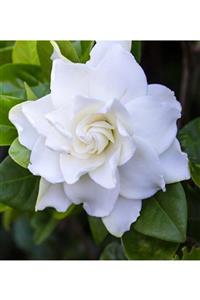 ALİBOTANİK Gardenya Çiçeği 20 Cm