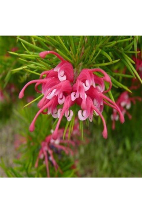 ALİBOTANİK Gravilla Çalısı Fidanı 40 Cm Grevillea Rosmarinifolia