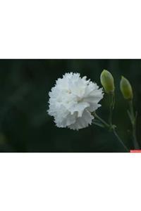 ruzgarbotanik 4 Adet Beyaz Karanfil Çiçeği Fidanı Saksılı 40cm-60cm