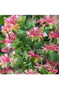 ALİBOTANİK Kırmızı Hanımeli Çiçeği Lonicera Sempervivens