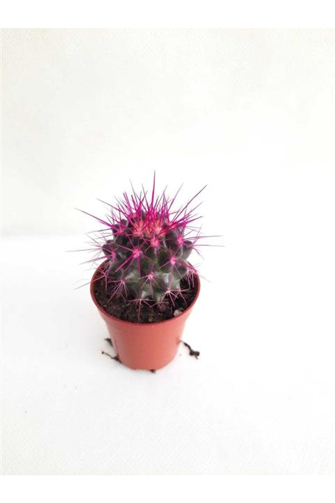 özcan peyzaj çiçekçilik Echino Mor Renkli Kaktüs (5.5cm'lik Saksıda)