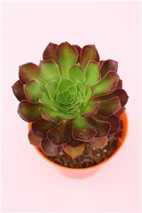 kaktuskent Aeonium Arboreum Zwartkop - 8.5 Cm Saksı