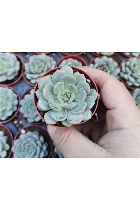 tohumtoprak Echeveria Derenbergii 1 Adet SukulentSaksısında Plastık Saksıda Canlı Çiçek