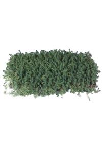 HOBİ VE BAHÇE Sedum Hispenicum - Yayılıcı Sedum - Halı Sedum - Yer Örtücü Sedum - Hediyelik Sedum 45'li Viyol'de