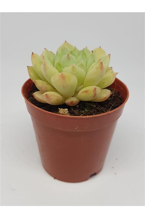 DOĞA BAHÇESİ Echeveria Derosa Özel Tür Sukulent 5,5cm