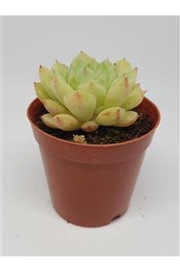 DOĞA BAHÇESİ Echeveria Derosa Özel Tür Sukulent 5,5cm