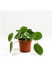 OSKARYUM Baby Pilea Peperomioides - Mini Çin Para Bitkisi