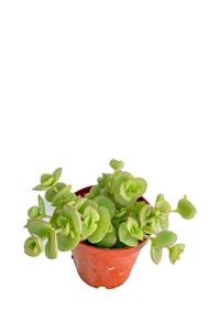 Sukulent Bahçem Crassula - Sarkıcı Tür - 5,5 Cm Saksıda Sukulent