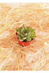 KAKTÜS SUKULENT DÜNYASI Kaktüs&sukulent Dünyası Echeveria Pulidonis Sukulent