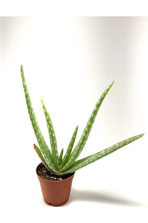 ünal kaktüs Aloe Vera  Sukulent