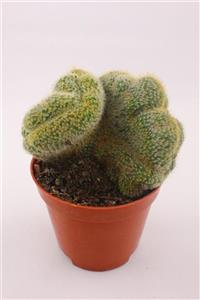 kaktuskent Mammillaria Wildii Cristata - 8.5 Cm Saksıda