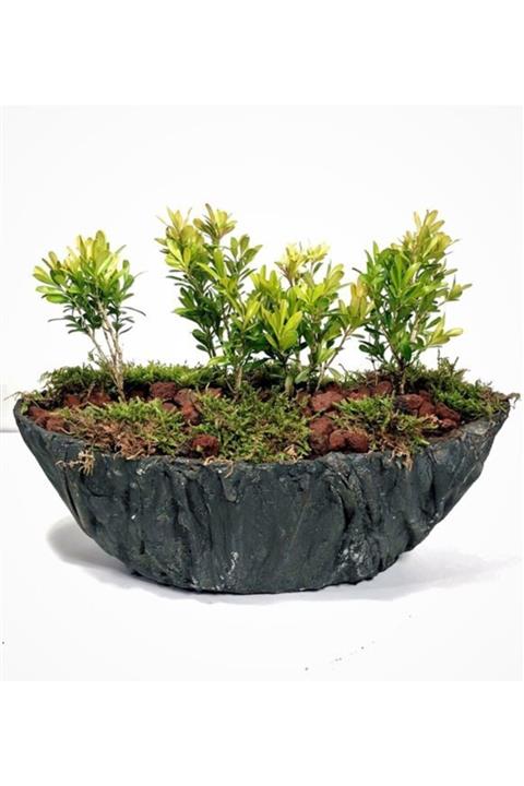 Çiçek Yolla 3 Lü Buxus Rotundifolia
