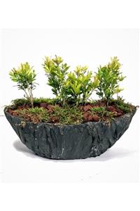Çiçek Yolla 3 Lü Buxus Rotundifolia