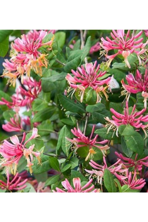 ALİBOTANİK Tatar Hanımeli Çiçeği 80 Cm