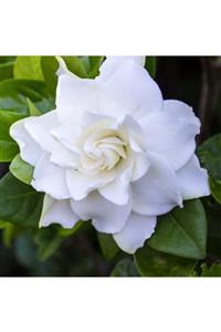 ALİBOTANİK Gardenya Çiçeği