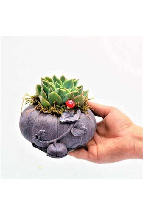 Çiçek Yolla Süs Kabağı Sukulent Serisi