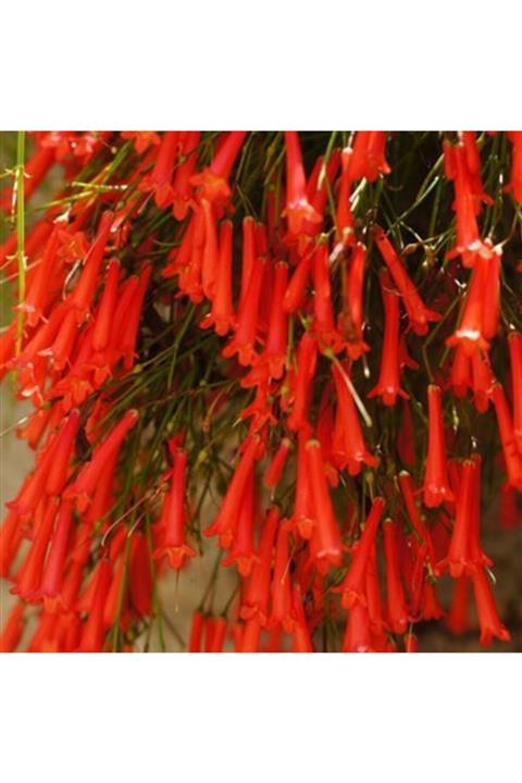 ALİBOTANİK Mercan Çiçeği Kırmızı 40 Cm Russelia Equisetiformis