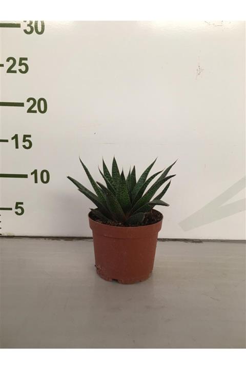 Kaktüs & Sukulent Sukulent Kaktüs 5.5 Cm Saksıda Hovartia Ev Ofis Salon Bitkisi
