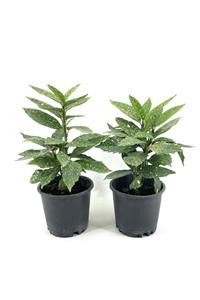 My Botanik Akuba (japon Defnesi) 30-35 Cm-2'li