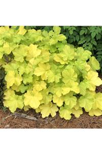 fidanistanbul Heuchera X Lemon Chiffon Sarı Mercan Çanı Çiçeği Saksıda