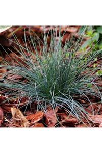ALİBOTANİK Mavi Koyun Yumağı Çimi 3 Adet Festuca 15 Cm