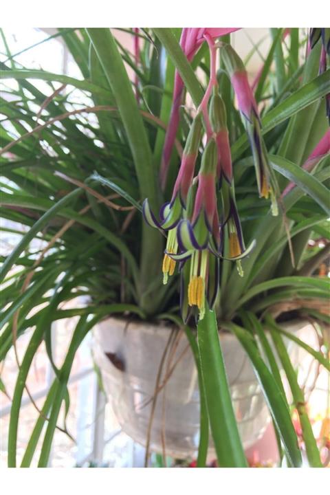 fidanistanbul Saksıda Billbergia Nutans Efe Püskülü 40-50 cm