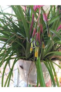 fidanistanbul Saksıda Billbergia Nutans Efe Püskülü 40-50 cm