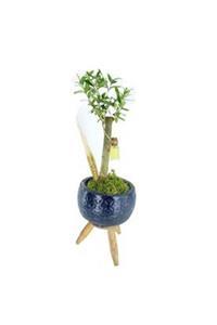 Hasal Süs Bitkileri Zeytin Ağacı Bonsai & Mavi Ayaklı Beton Saksıda Hediyelik Canlı Çiçek