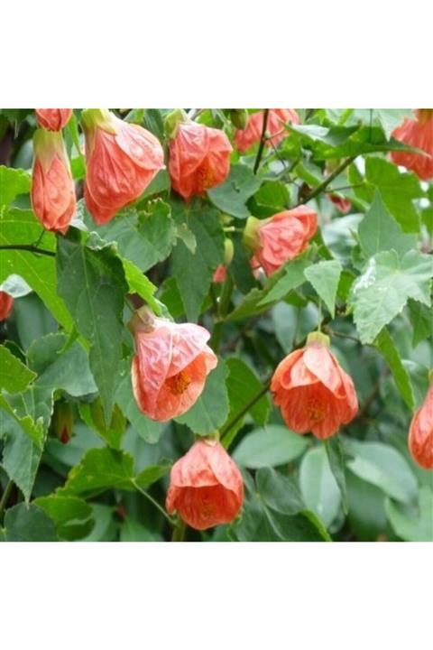 ALİBOTANİK Çin Lanterni Fidanı 25 Cm Abutilon Hybridum