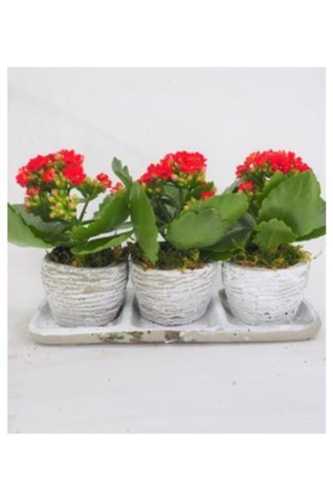 Hasal Süs Bitkileri Kırmızı Kalanşo Kalanchoe & Eskitme Trio Curve Beton Saksıda Hediyelik Canlı Çiçek