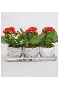 Hasal Süs Bitkileri Kırmızı Kalanşo Kalanchoe & Eskitme Trio Curve Beton Saksıda Hediyelik Canlı Çiçek