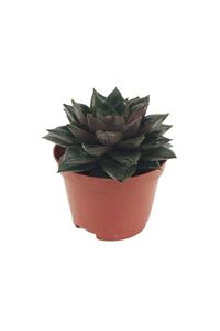 Palmiye Echeveria Sukulent (8 Cm Saksıda)