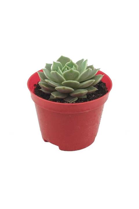Palmiye Echeveria Elegans Sukulent (8 Cm Saksıda)