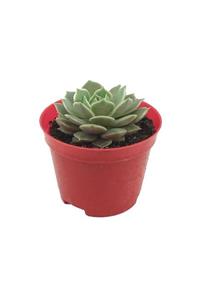 Palmiye Echeveria Elegans Sukulent (8 Cm Saksıda)