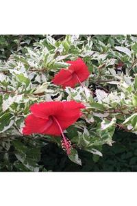 ALİBOTANİK Alacalı Japon Gülü Çiçeği Kırmızı Hibiscus 40 Cm