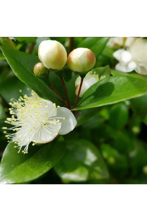 ALİBOTANİK Mersin Fidanı Murt 80 Cm Myrtle Myrtus Communis
