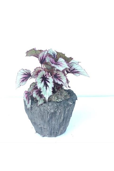 Çiçek Yolla Begonya Reks Serisi