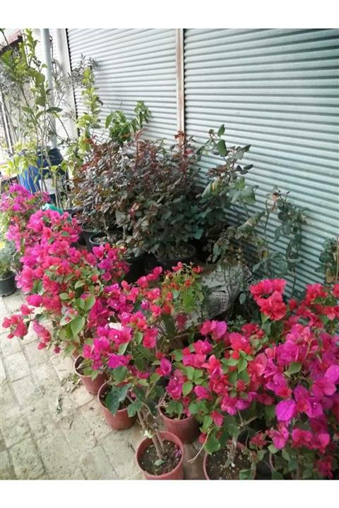 İncim Çiçekçilik Ve Fidancılık Begonvil