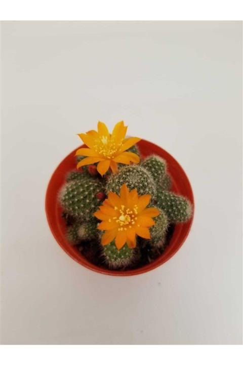 tropikada Rebutia Fioritura Estiva 5,5 Cm Lik Saksılarda Sarı Renkli Kaktüs Fidesi
