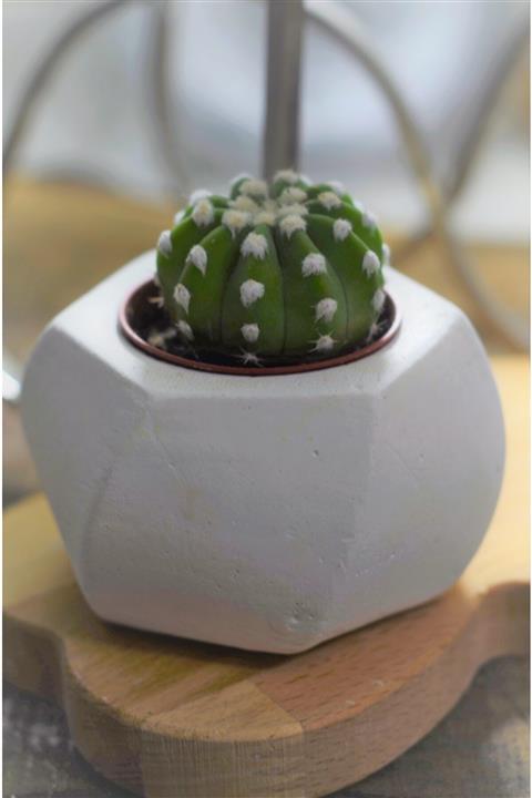 KAKTÜS JACK Beyaz Beton Saksıda Güzel Bir Canlı Kaktüs Çiçeği
