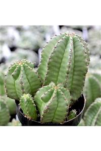 Efidancim Euphorbia Anoplia Tanzanian Zipper Dikensiz Kaktüs(5.5 Luk Saksıda)